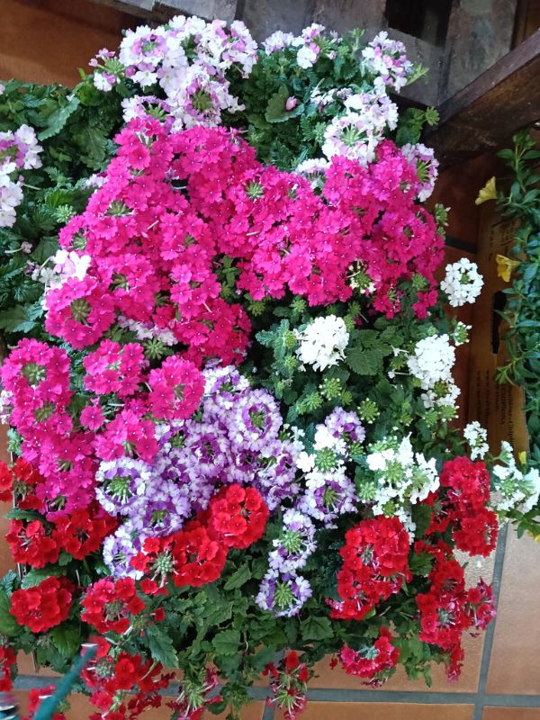 FLORES NATURALES Y ARTIFICIALES